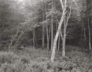 George Tice, Woods, Port Clyde, ME, 1970